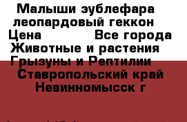 Малыши эублефара ( леопардовый геккон) › Цена ­ 1 500 - Все города Животные и растения » Грызуны и Рептилии   . Ставропольский край,Невинномысск г.